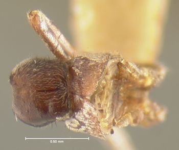 Media type: image;   Entomology 9024 Aspect: habitus dorsal view